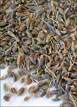 anise, aniseed