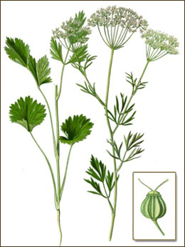 pimpinella